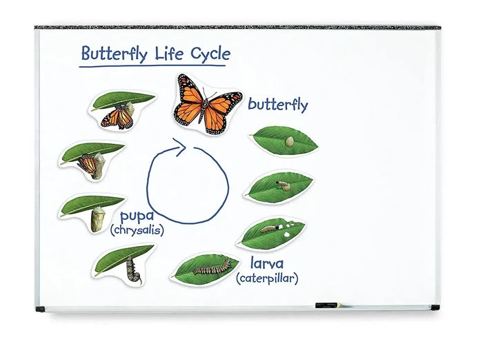 Realistic magnets showing monarch butterfly life cycle stages from egg to adult with labels on a whiteboard.