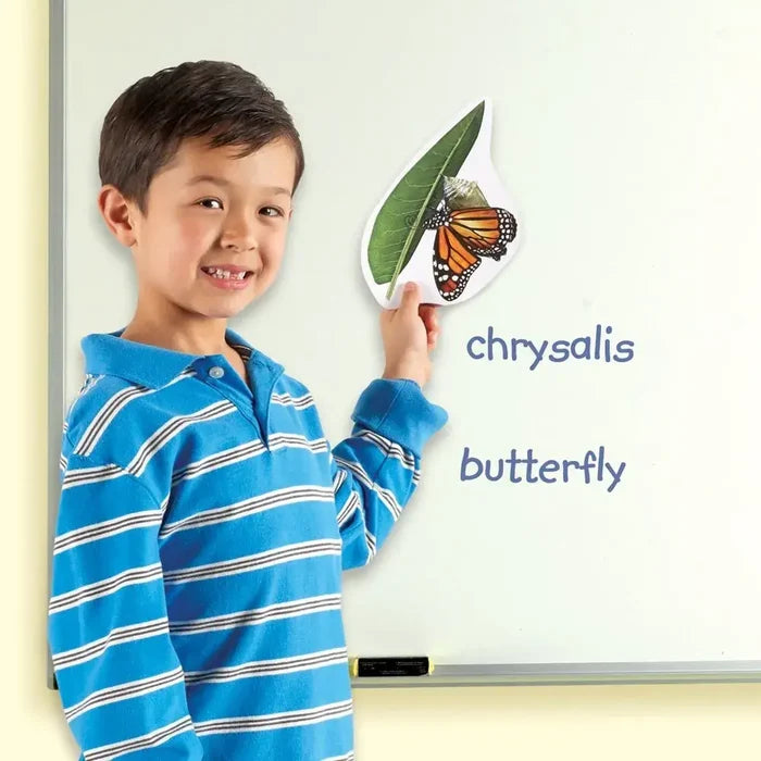 A boy holds a large magnetic cutout of a butterfly on a leaf next to labels on a whiteboard.