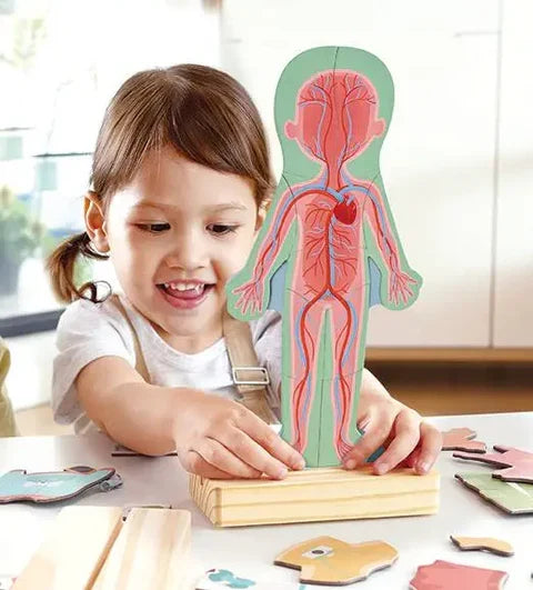 Young girl assembling a green wooden human body puzzle with red and blue circulatory details on a light wood base.
