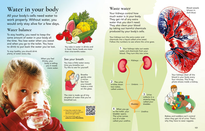Colorful children's book pages featuring diagrams of the human urinary system, fruits, and kids drinking water.